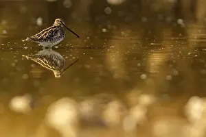 Copyspace: Common Snipe - feeding on marsh shore - Casile