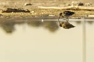 Copyspace: Common Snipe - feeding on marsh shore - Casile