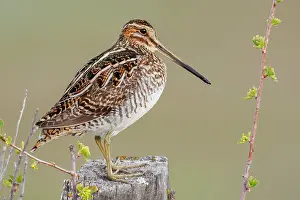 Oregon: Common snipe finds a good vantage point to look over its