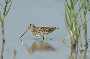 Netherland: Common snipe - Foraging in the wetlands