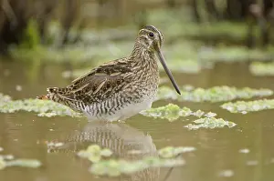 Netherland: Common snipe - Foraging in the wetlands