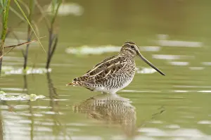 Netherland: Common snipe - Foraging in the wetlands