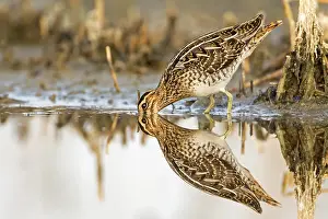 East Germany: Common Snipe (Gallinago gallinago)