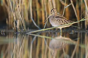 Snipe: Common Snipe (Gallinago gallinago)