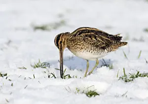 Gallinago: Common Snipe (Gallinago gallinago) catching Com