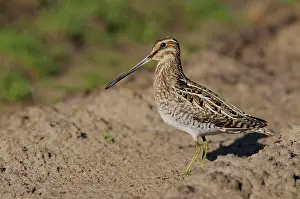 Gallinago: Common Snipe (Gallinago gallinago), Emsland, Low