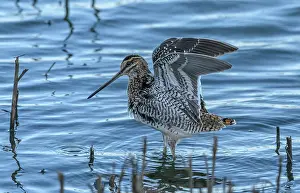Stretching: Common snipe, Gallinago gallinago, feeding along