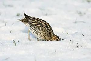 Gallinago: Common Snipe (Gallinago gallinago) foraging in