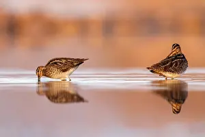September: Common Snipe (Gallinago gallinago) foraging, Castile-La
