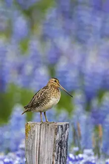 Post: Common snipe (Gallinago gallinago) male perched