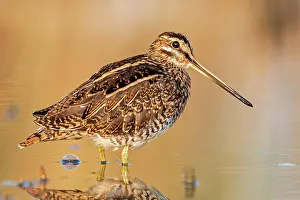 Gallinago: Common snipe (Gallinago gallinago) Snipe bird, wading