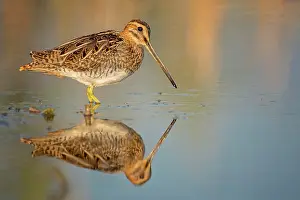 Gallinago: Common snipe (Gallinago gallinago) stands in water