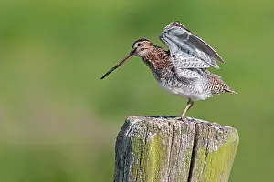 Gallinago: Common Snipe (Gallinago gallinago) stretching w
