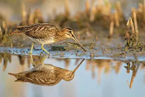 Gallinago: Common snipe (Gallinago gallinago) in water foraging