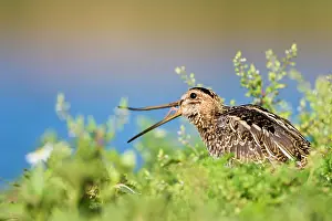 Flexibility: Common Snipe - Opening and showing flexibility of bill