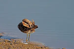 Snipes: Common Snipe - preening