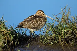 Snipes: Common Snipe - resting at edge of fresh water lake