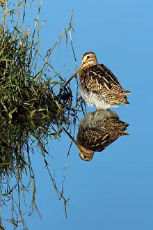 Snipes: Common Snipe - resting in shallow fresh water lake