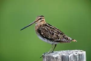 Snipes: COMMON SNIPE - sideview, on post
