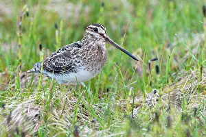 Snipes: Common Snipe - Single adult on ground in vegetation
