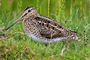 Snipes: Common Snipe - Single adult on ground in vegetation