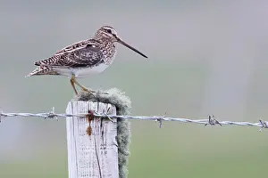 David Kilbey: Common Snipe - Single adult perching on fence post
