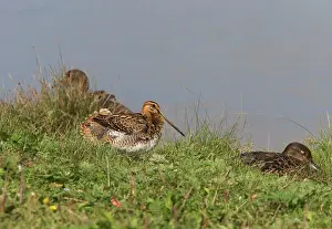Snipes: Common Snipe - Sunning, Water edge