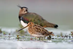 Snipes: Common Snipe - Water-level perspective of the bird
