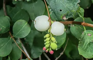 Rearing: Common Snowberry, Symphoricarpus albus, in flower