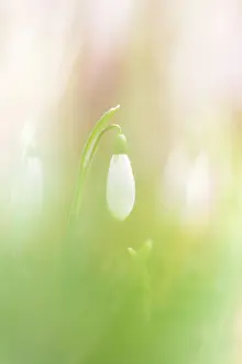 Galanthus: Common Snowdrop