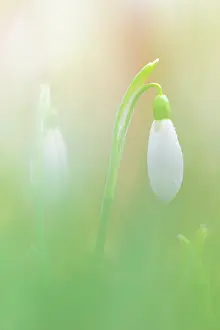 Galanthus: Common Snowdrop