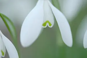 Galanthus: Common Snowdrop