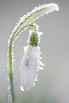 Galanthus: Common Snowdrop