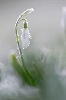 Galanthus: Common Snowdrop
