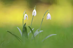 Galanthus: Common Snowdrop