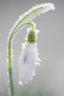Galanthus: Common Snowdrop