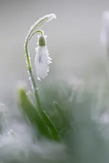 Galanthus: Common Snowdrop