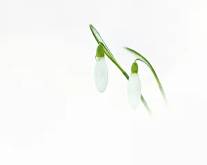 Galanthus: Common Snowdrop
