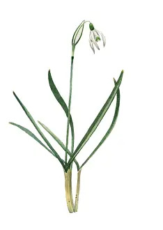 Galanthus: Common Snowdrop
