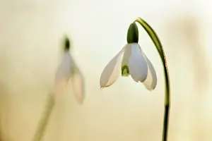 Snowdrop: Common Snowdrop