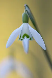 Amaryllidaceae: Common Snowdrop (Galanthus nivalis)