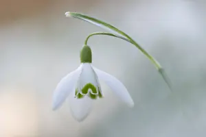 Galanthus: Common Snowdrop (Galanthus nivalis) flowering