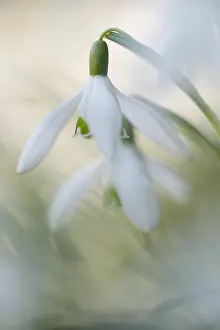 Galanthus: Common Snowdrop (Galanthus nivalis) flowering