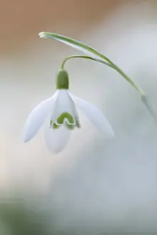 Galanthus: Common Snowdrop (Galanthus nivalis) flowering