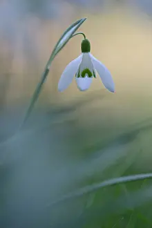 Amaryllidaceae: Common Snowdrop (Galanthus nivalis) seen from the underside
