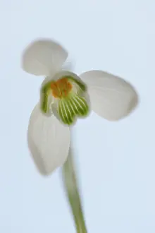 Amaryllidaceae: Common Snowdrop (Galanthus nivalis) seen from the underside