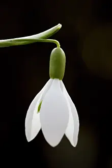 Galanthus: Common Snowdrop - single flower - Germany