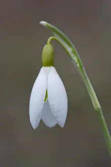 190219: Common Snowdrop, Snowdrop - flowering plant in a