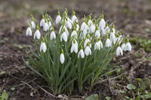 190219: Common Snowdrop, Snowdrop - flowering plants in