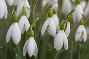 190219: Common Snowdrop, Snowdrop - flowering plants in